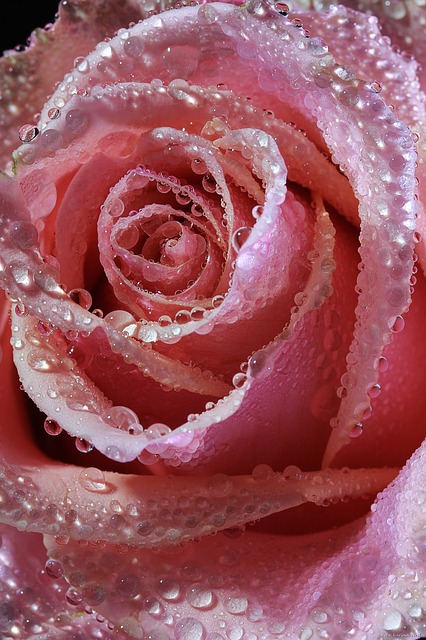 Sabías qué…? El lenguaje de las flores Sabías qué…? El lenguaje de las flores