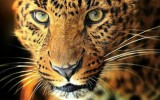Serie Leopardos, de Christine Feehan